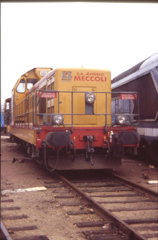 Meccoli.JPG